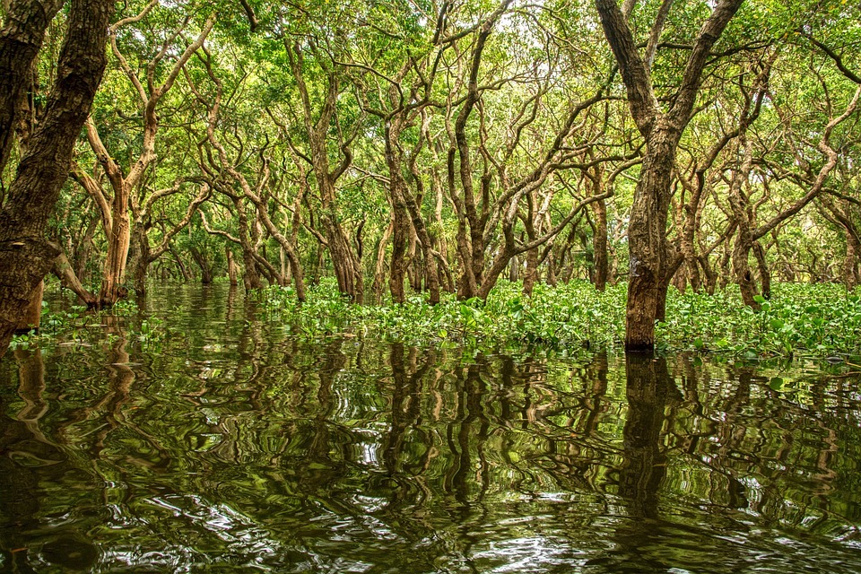 Vaduvur Bird Sanctuary